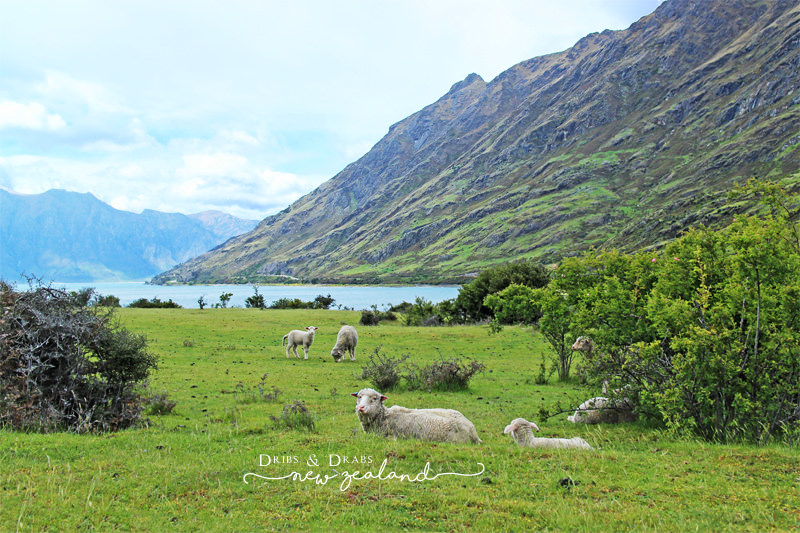 紐西蘭 NewZealand