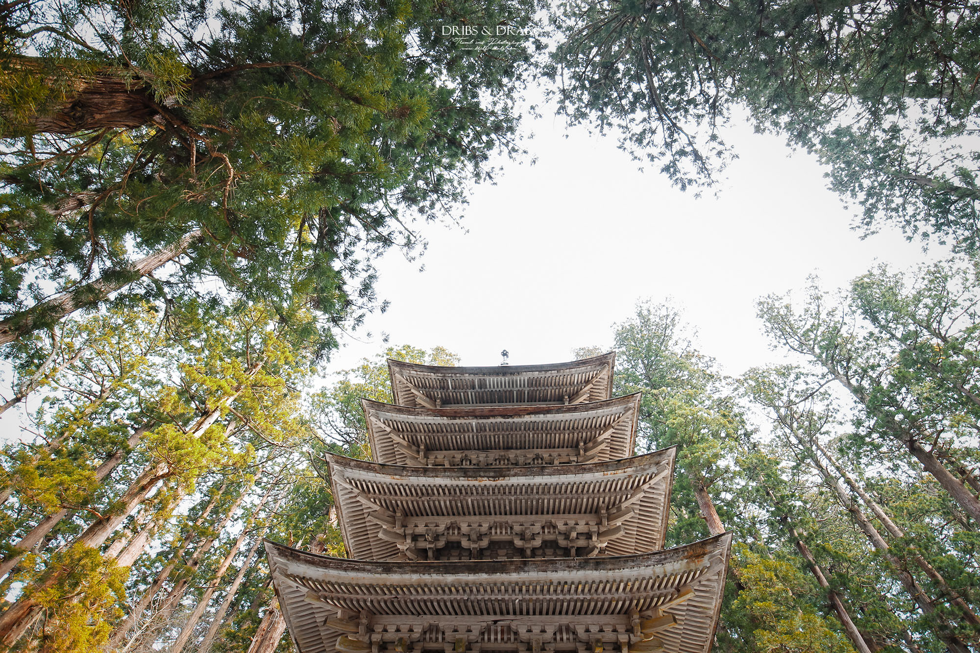 日本東北山形羽黑山五重塔｜出羽三山必訪國寶景點，雲霧杉林中的東北最古老木造佛塔與修驗道聖地
