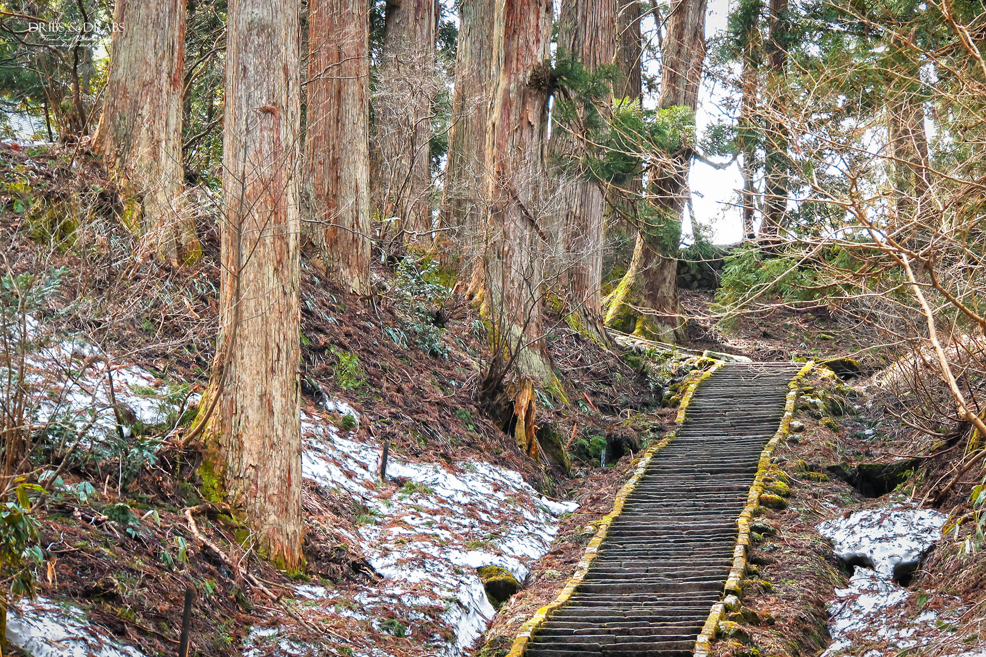 日本東北山形羽黑山五重塔｜出羽三山必訪國寶景點，雲霧杉林中的東北最古老木造佛塔與修驗道聖地