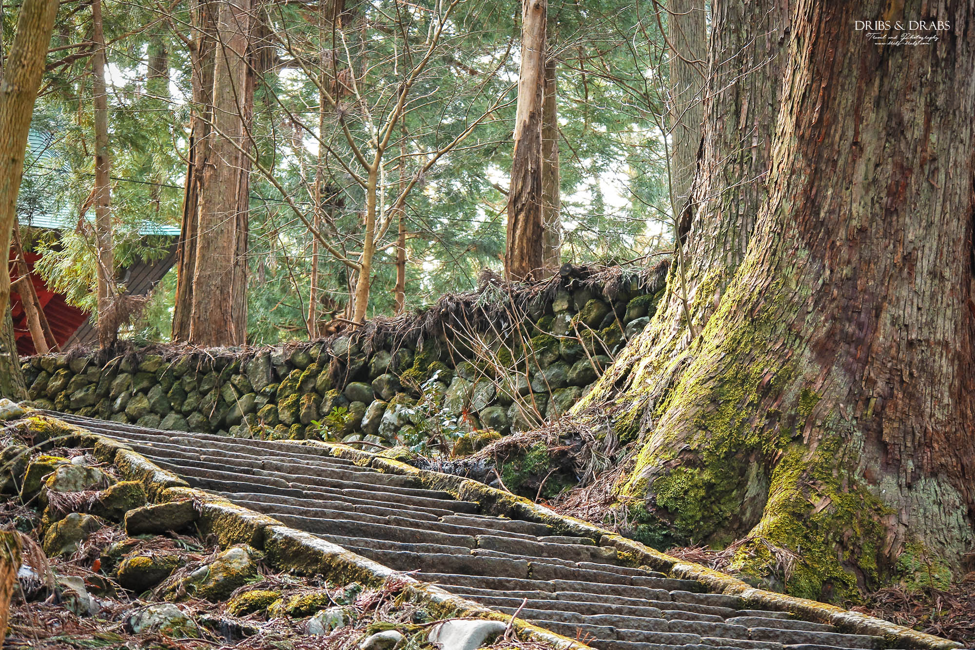 日本東北山形羽黑山五重塔｜出羽三山必訪國寶景點，雲霧杉林中的東北最古老木造佛塔與修驗道聖地