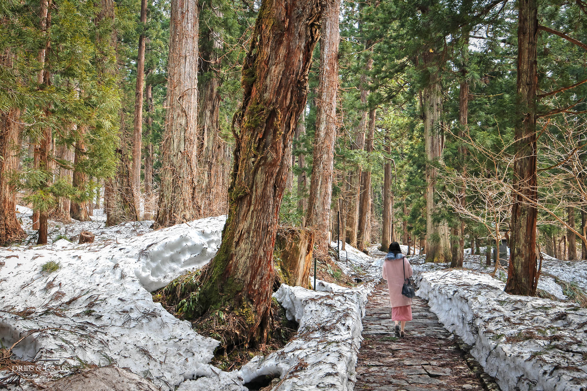日本東北山形羽黑山五重塔｜出羽三山必訪國寶景點，雲霧杉林中的東北最古老木造佛塔與修驗道聖地