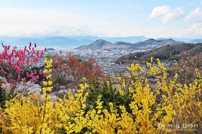 日本東北福島賞櫻景點花見山公園/ 不只是櫻花的五彩繽紛桃花源*含停車
