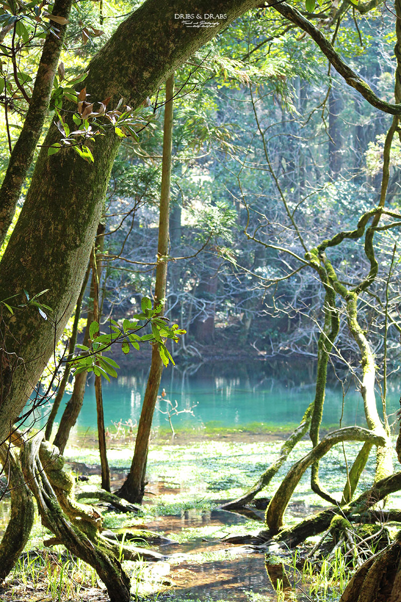 日本東北山形秘境「丸池樣」如綠寶石般閃耀的夢幻湧泉,日本東北必訪仙境景點 - 第8張圖 日本東北山形秘境「丸池樣」如綠寶石般閃耀的夢幻湧泉,日本東北必訪仙境景點