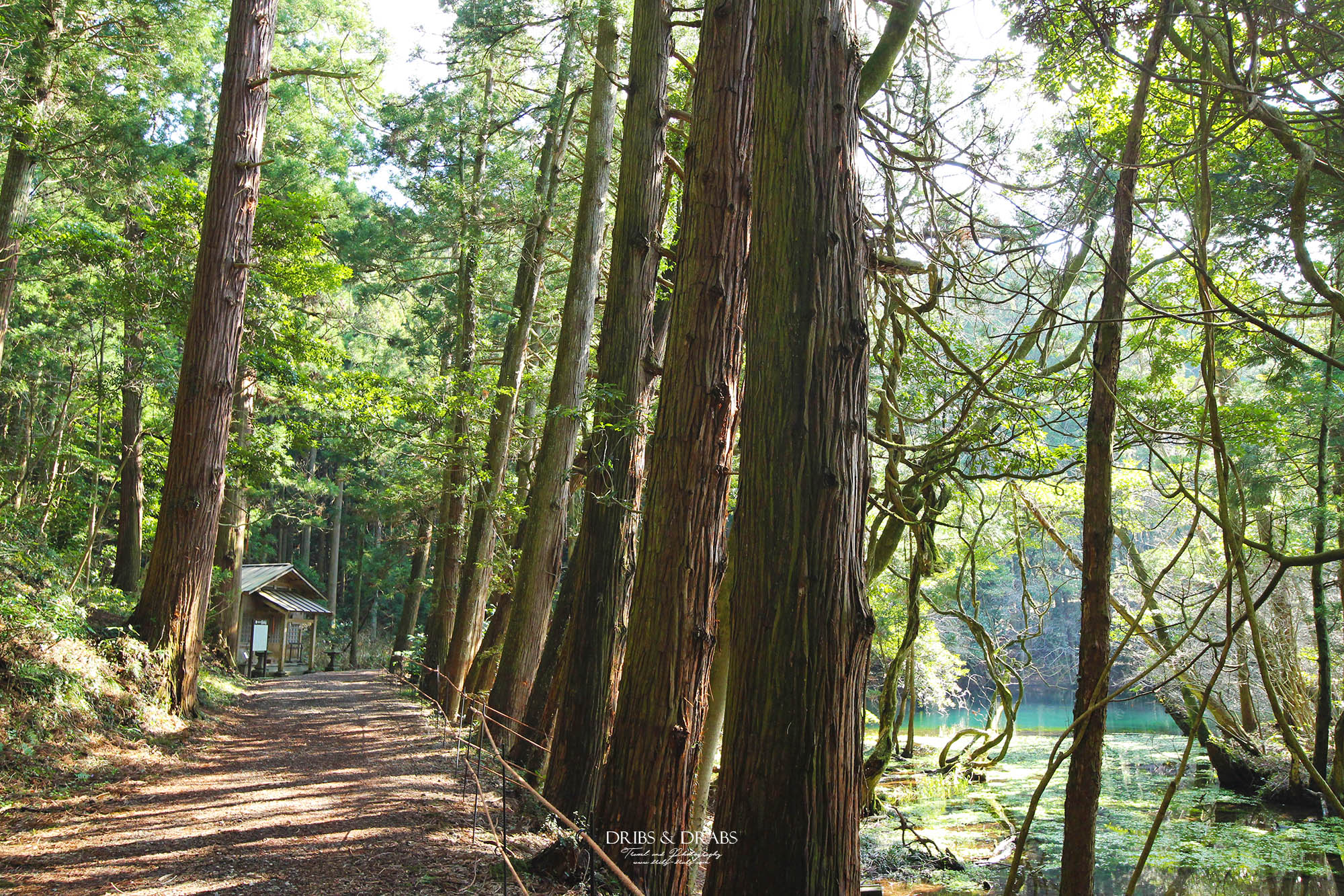 日本東北山形秘境「丸池樣」如綠寶石般閃耀的夢幻湧泉,日本東北必訪仙境景點 - 第2張圖 日本東北山形秘境「丸池樣」如綠寶石般閃耀的夢幻湧泉,日本東北必訪仙境景點