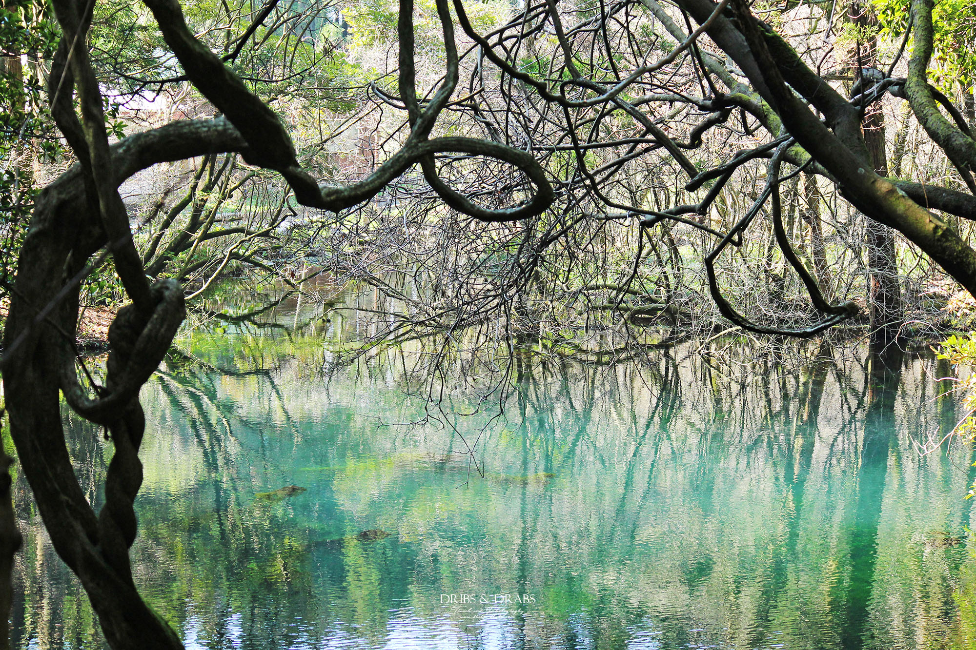 日本東北山形秘境「丸池樣」如綠寶石般閃耀的夢幻湧泉,日本東北必訪仙境景點 - 第18張圖 日本東北山形秘境「丸池樣」如綠寶石般閃耀的夢幻湧泉,日本東北必訪仙境景點