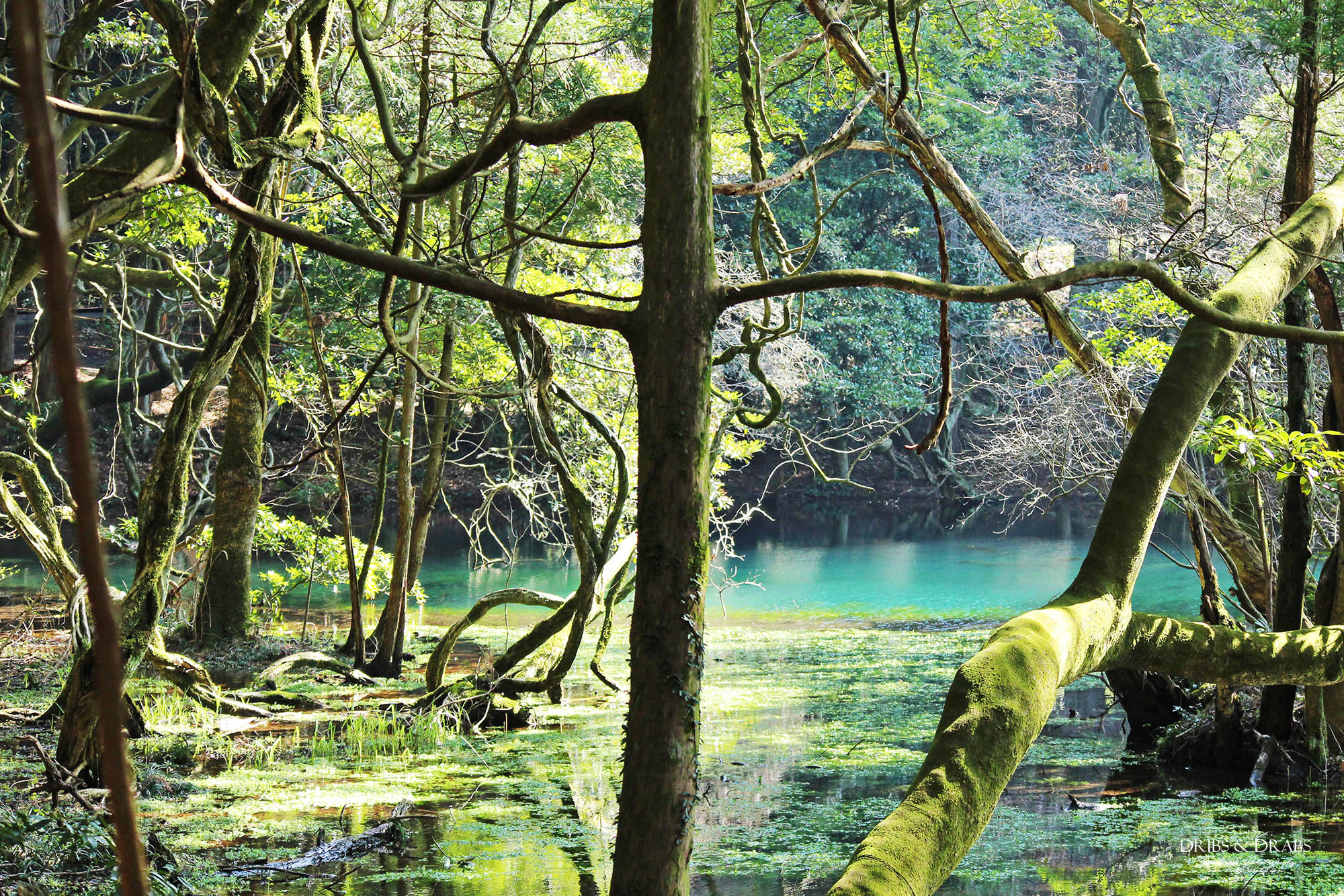 日本東北山形秘境「丸池樣」如綠寶石般閃耀的夢幻湧泉,日本東北必訪仙境景點 - 第6張圖 日本東北山形秘境「丸池樣」如綠寶石般閃耀的夢幻湧泉,日本東北必訪仙境景點