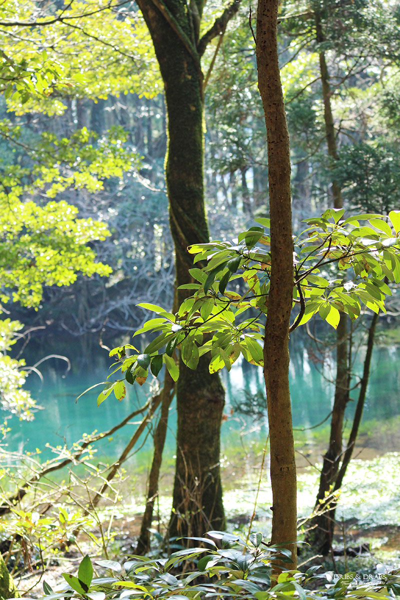 日本東北山形秘境「丸池樣」如綠寶石般閃耀的夢幻湧泉,日本東北必訪仙境景點 - 第16張圖 日本東北山形秘境「丸池樣」如綠寶石般閃耀的夢幻湧泉,日本東北必訪仙境景點
