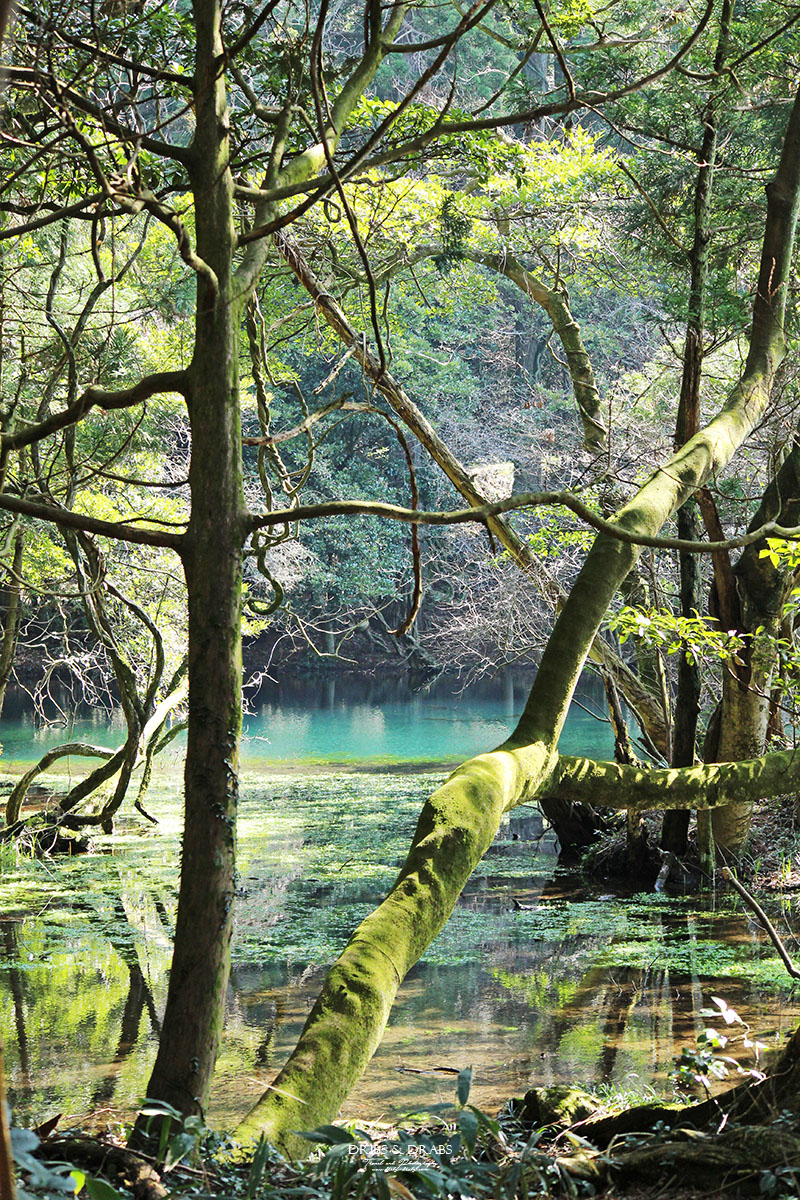 日本東北山形秘境「丸池樣」如綠寶石般閃耀的夢幻湧泉,日本東北必訪仙境景點 - 第7張圖 日本東北山形秘境「丸池樣」如綠寶石般閃耀的夢幻湧泉,日本東北必訪仙境景點
