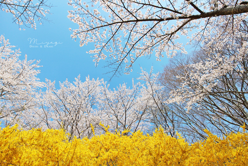 日本東北 Tohoku