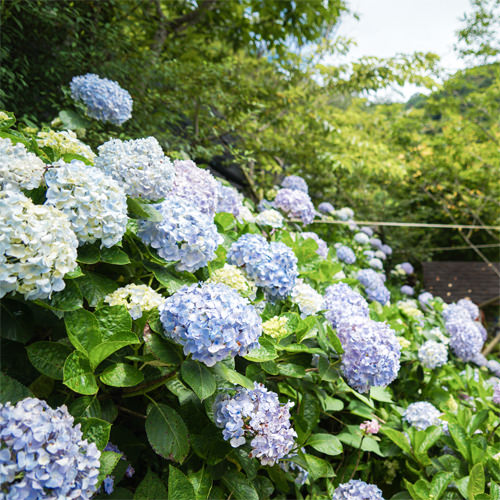 苗栗南庄繡球花季「碧絡角花園咖啡」森林裡的仙境繡球花園, 夏季花饗宴 - 第6張圖 苗栗南庄繡球花季「碧絡角花園咖啡」森林裡的仙境繡球花園, 夏季花饗宴