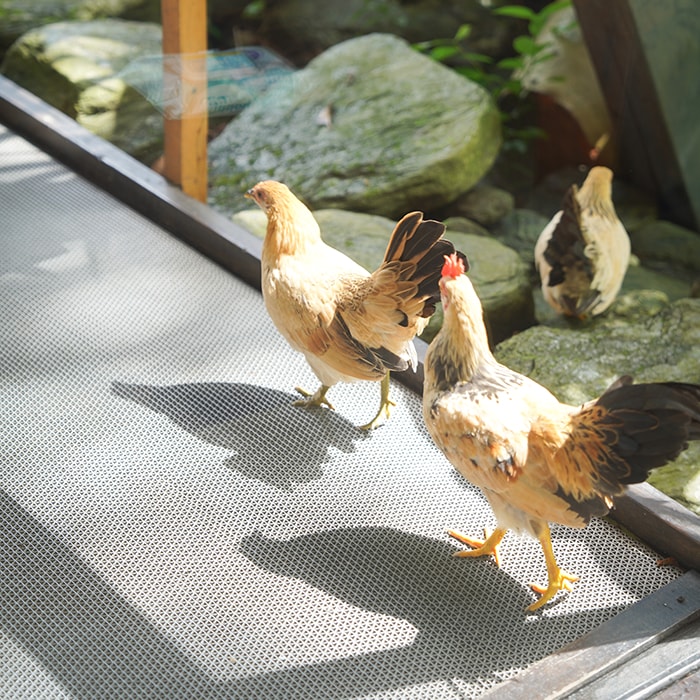 花蓮必吃隱藏版餐廳「月廬食堂梅子雞」鳳林人氣美食攻略