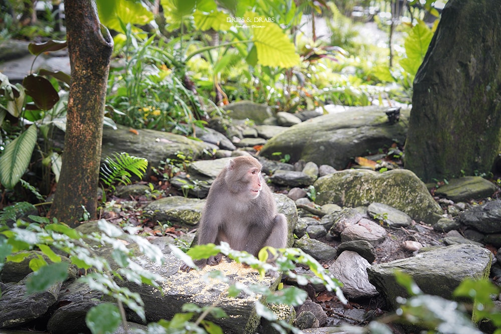 花蓮鳳林美食月廬食堂梅子雞