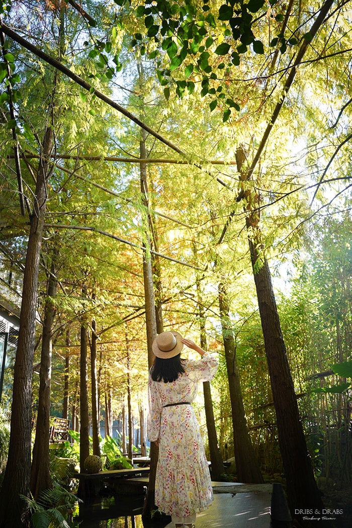 台中新社景觀餐廳「享自在」漫步於落羽松水上步道, 五彩斑斕鯉魚相隨的夢幻境地