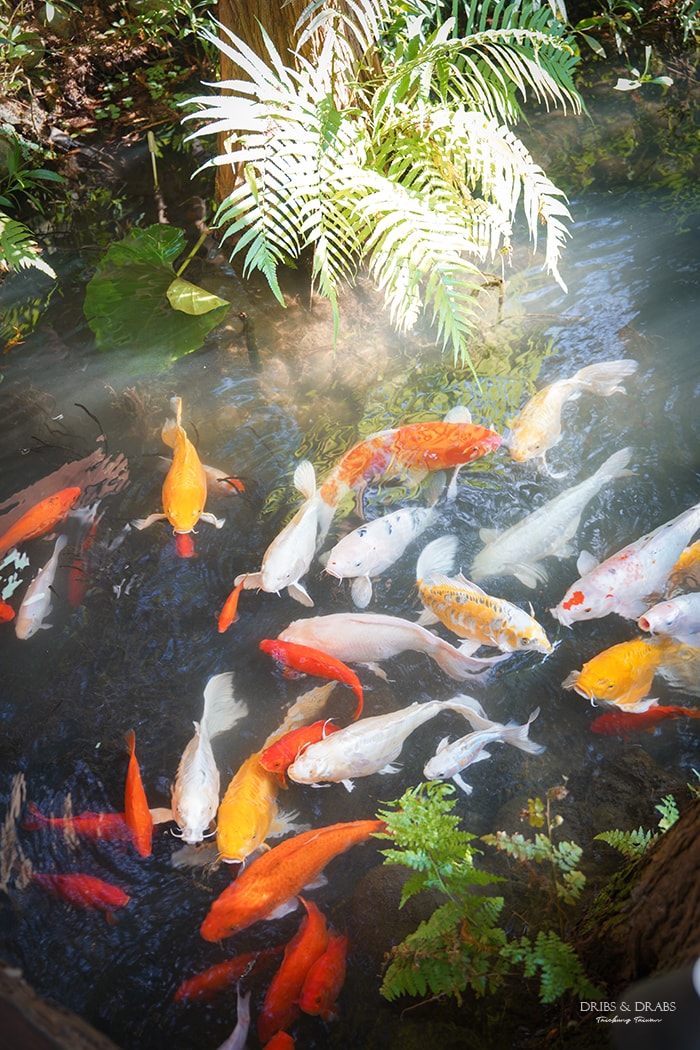 台中新社景觀餐廳「享自在」漫步於落羽松水上步道, 五彩斑斕鯉魚相隨的夢幻境地
