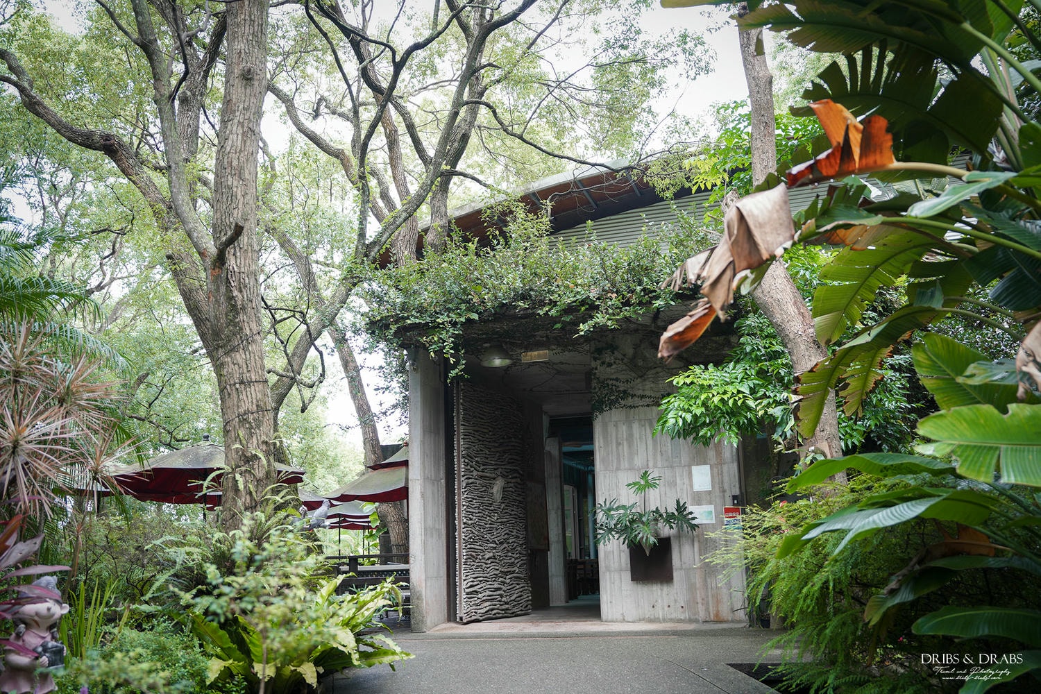 2026苗栗桐花景點推薦 TOP 11/賞桐步道/桐花景觀餐廳, 山裡下了雪在這浪漫的季節 - 第32張圖 2026苗栗桐花景點推薦 TOP 11/賞桐步道/桐花景觀餐廳, 山裡下了雪在這浪漫的季節