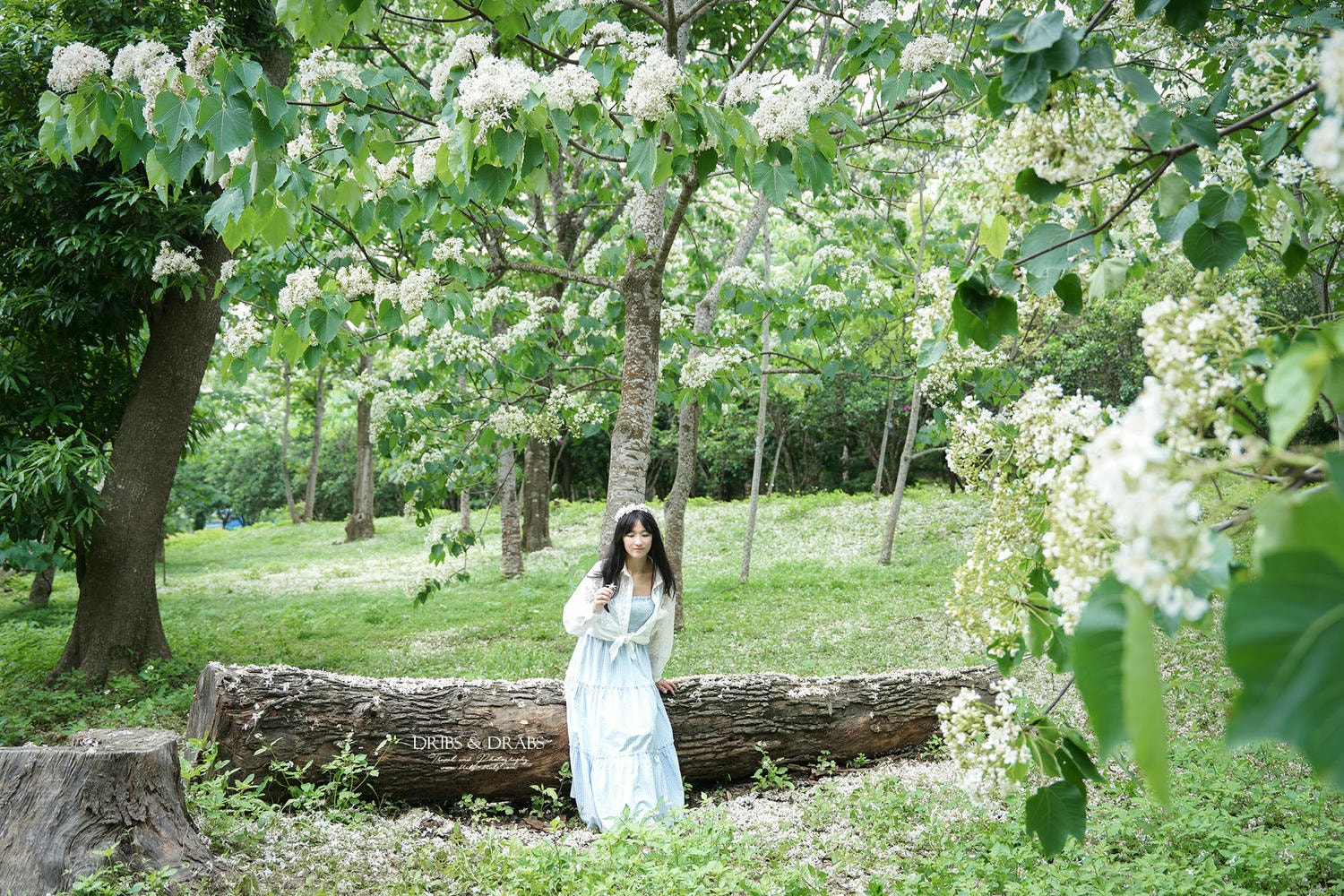 苗栗桐花景點「客家大院」 - 第2張圖 2026苗栗桐花景點推薦 TOP 11/賞桐步道/桐花景觀餐廳, 山裡下了雪在這浪漫的季節