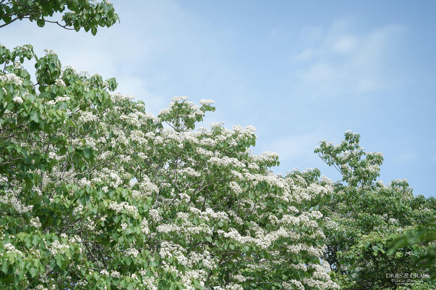 苗栗桐花景點「客家大院」 - 第3張圖 2026苗栗桐花景點推薦 TOP 11/賞桐步道/桐花景觀餐廳, 山裡下了雪在這浪漫的季節