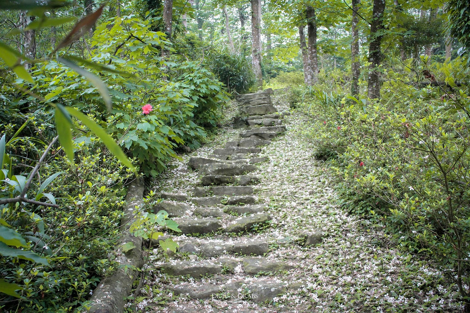 2026苗栗桐花景點推薦 TOP 11/賞桐步道/桐花景觀餐廳, 山裡下了雪在這浪漫的季節 - 第12張圖 2026苗栗桐花景點推薦 TOP 11/賞桐步道/桐花景觀餐廳, 山裡下了雪在這浪漫的季節