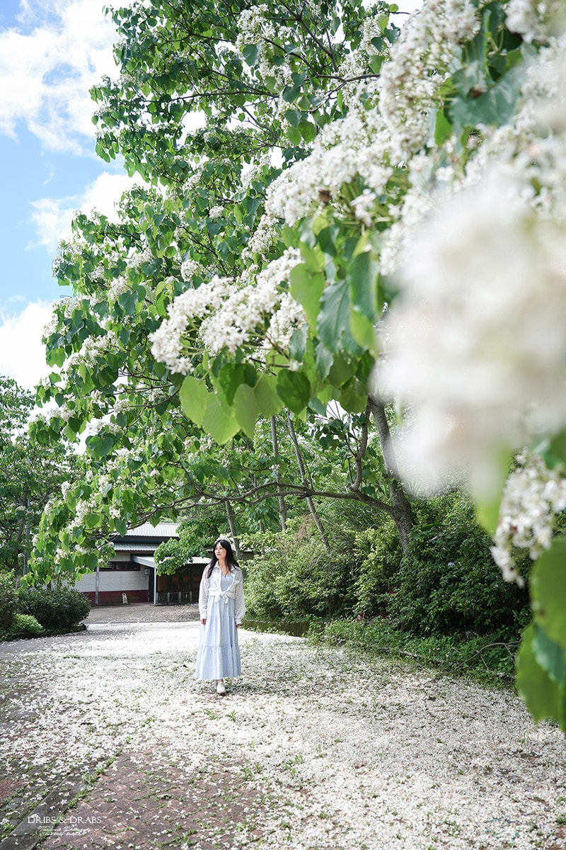 苗栗桐花景點「客家大院｜姜太公中部道場」2025桐花季, 輕鬆賞桐景點, 輪椅推車友善