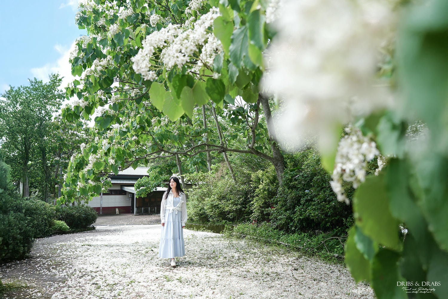 苗栗桐花景點「客家大院」 - 第6張圖 2026苗栗桐花景點推薦 TOP 11/賞桐步道/桐花景觀餐廳, 山裡下了雪在這浪漫的季節