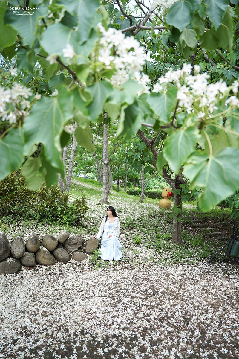 苗栗桐花景點「客家大院｜姜太公中部道場」2025桐花季, 輕鬆賞桐景點, 輪椅推車友善