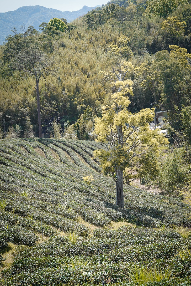 桃園復興「景美山林茶園&山月茶屋」擁有絕美山陵線的茶園景觀餐廳, 以茶為核心的品茗空間