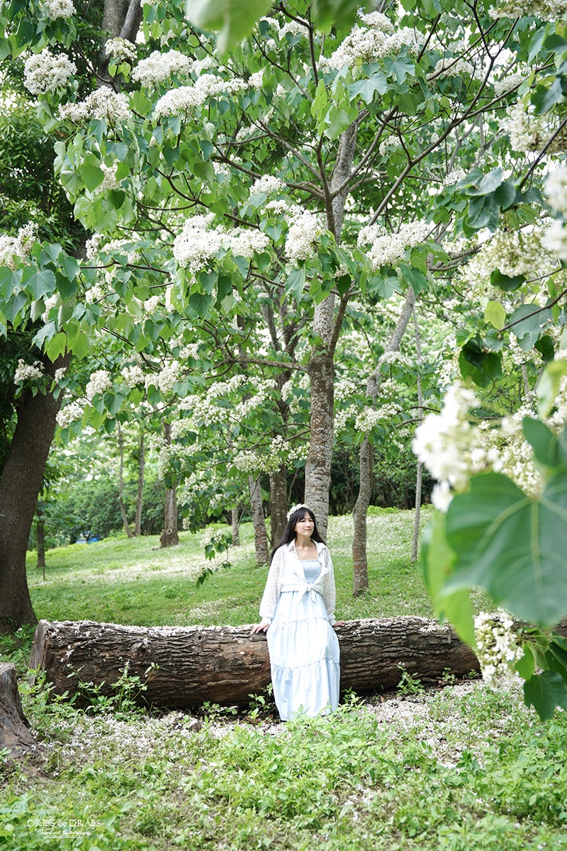 苗栗桐花景點「客家大院｜姜太公中部道場」2025桐花季, 輕鬆賞桐景點, 輪椅推車友善