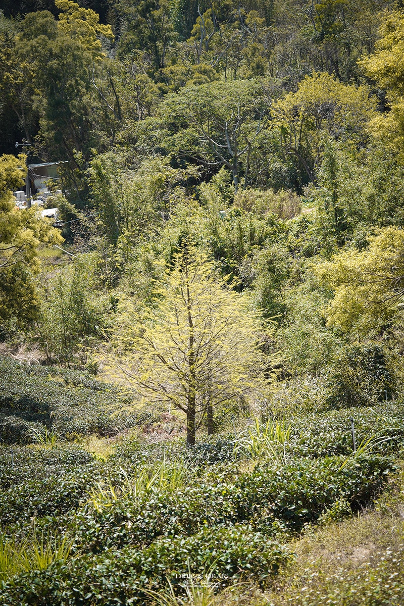 桃園復興「景美山林茶園&山月茶屋」擁有絕美山陵線的茶園景觀餐廳, 以茶為核心的品茗空間