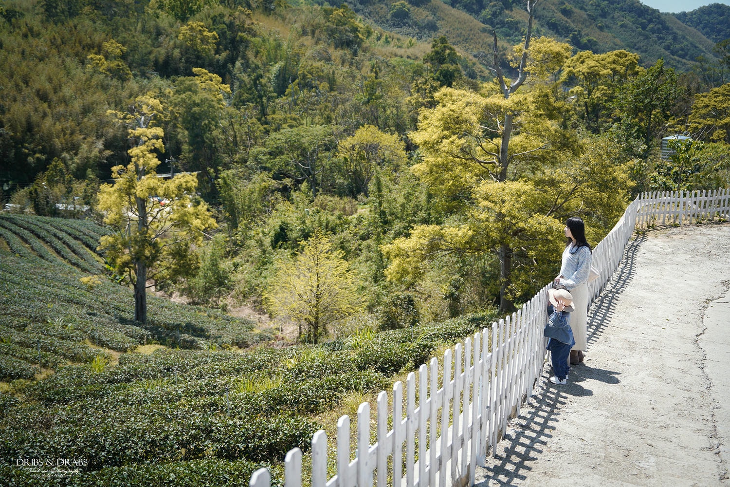 桃園復興「景美山林茶園&山月茶屋」擁有絕美山陵線的茶園景觀餐廳, 以茶為核心的品茗空間
