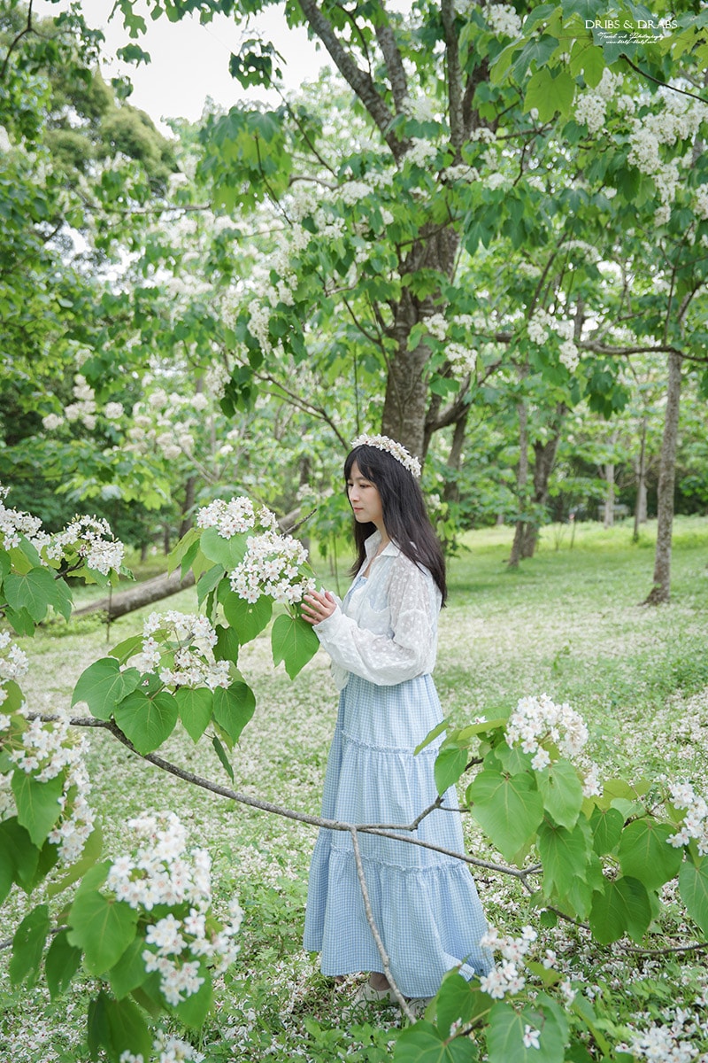 苗栗桐花景點「客家大院｜姜太公中部道場」2025桐花季, 輕鬆賞桐景點, 輪椅推車友善