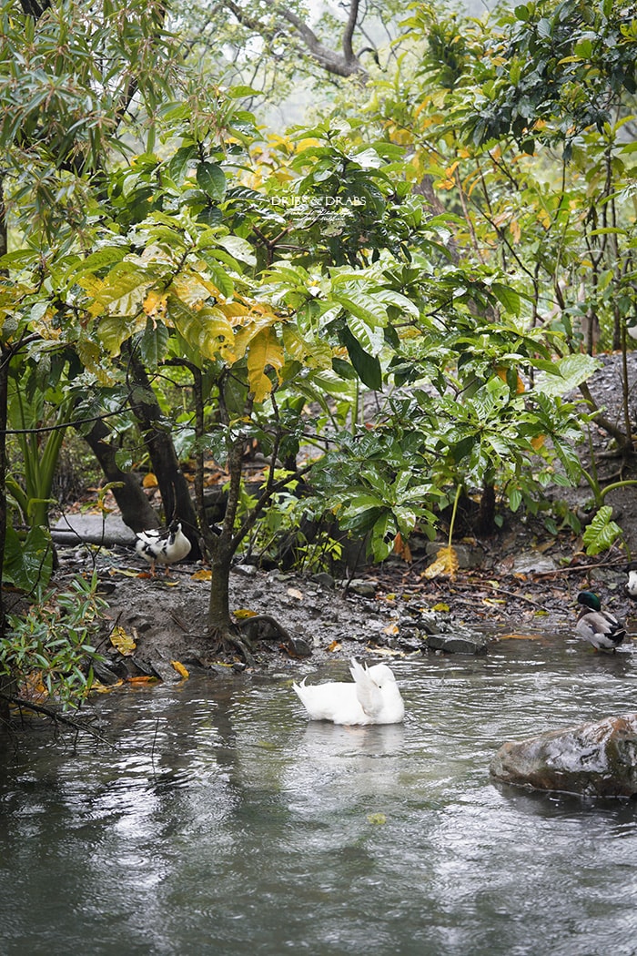 宜蘭冬山「三富休閒農場/紫森林」住在森林裡之清水模建築民宿, 沒有蚊子的生態農場, 寵物友善住宿