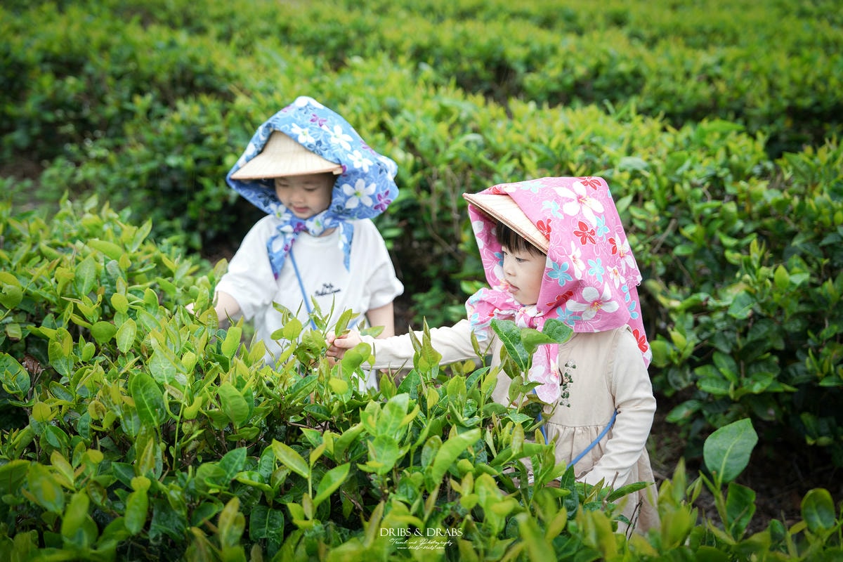宜蘭冬山農遊旅行「星源茶園」有趣的茶文化體驗, 手揉製茶/絹印茶枕DIY/綠茶冰淇淋DIY