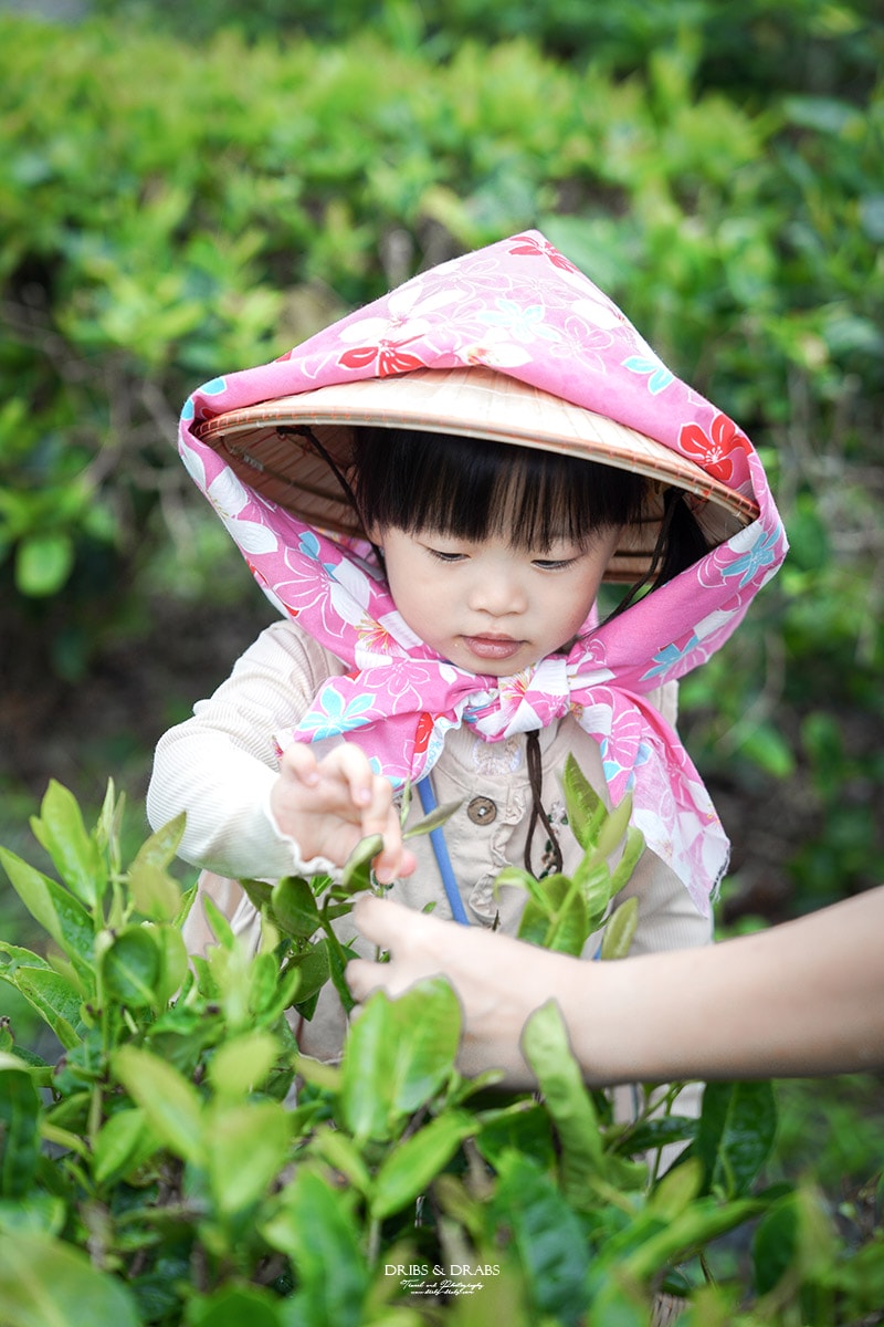宜蘭冬山農遊旅行「星源茶園」有趣的茶文化體驗, 手揉製茶/絹印茶枕DIY/綠茶冰淇淋DIY