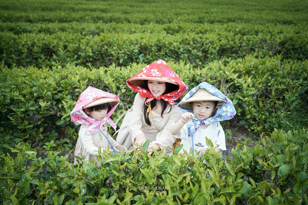 宜蘭冬山農遊旅行「星源茶園」有趣的茶文化體驗, 手揉製茶/絹印茶枕DIY/綠茶冰淇淋DIY