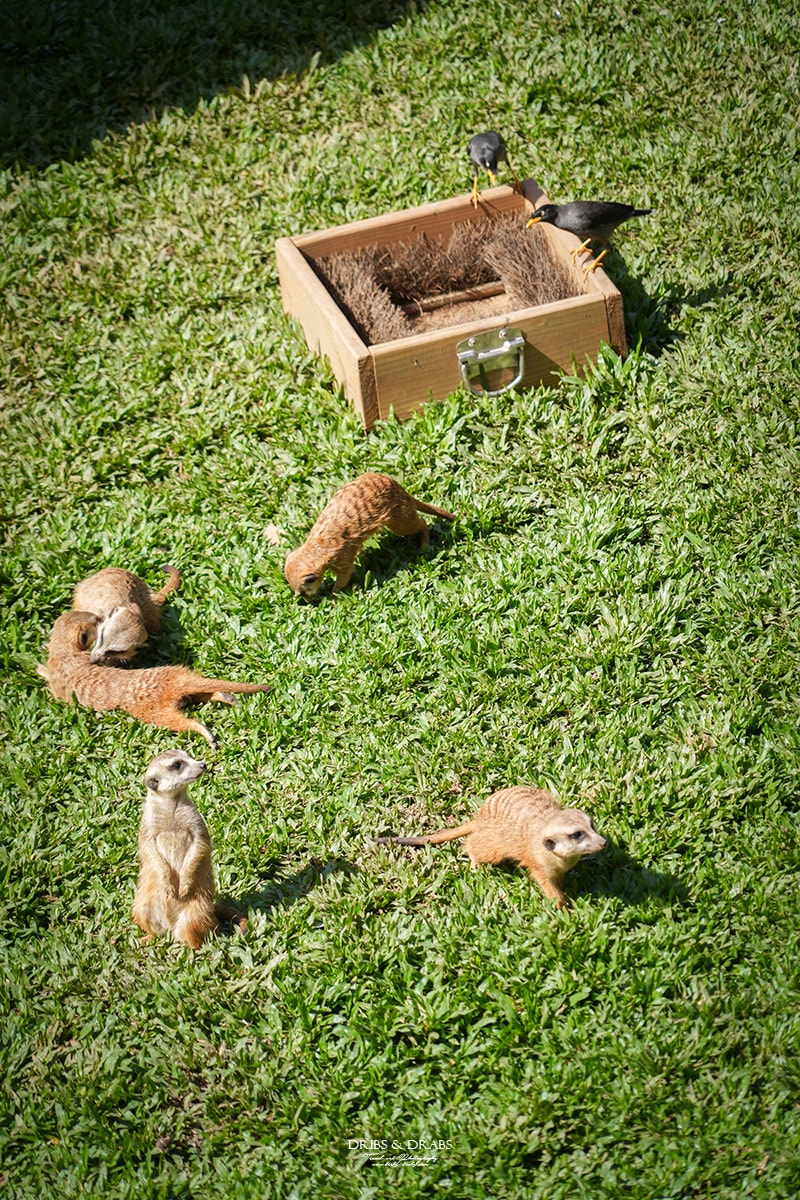 新竹關西「六福莊」住在動物園裡之亞洲第一座生態渡假村, 結合六福村兩日遊 - 第7張圖 新竹關西「六福莊」住在動物園裡之亞洲第一座生態渡假村, 結合六福村兩日遊