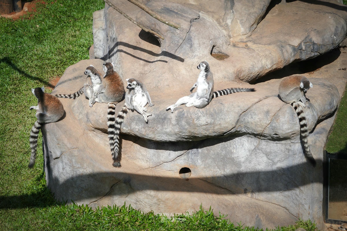 新竹關西「六福莊」住在動物園裡之亞洲第一座生態渡假村, 結合六福村兩日遊 - 第8張圖 新竹關西「六福莊」住在動物園裡之亞洲第一座生態渡假村, 結合六福村兩日遊