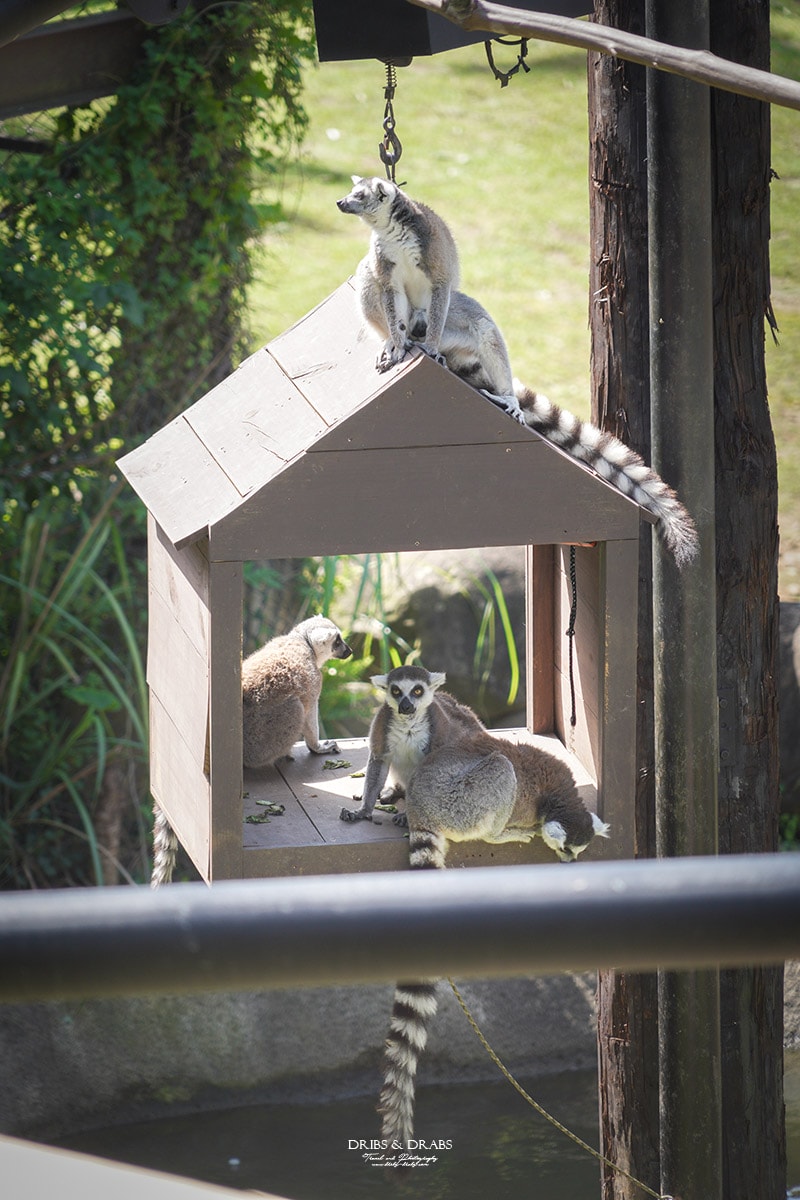新竹關西「六福莊」住在動物園裡之亞洲第一座生態渡假村, 結合六福村兩日遊 - 第9張圖 新竹關西「六福莊」住在動物園裡之亞洲第一座生態渡假村, 結合六福村兩日遊