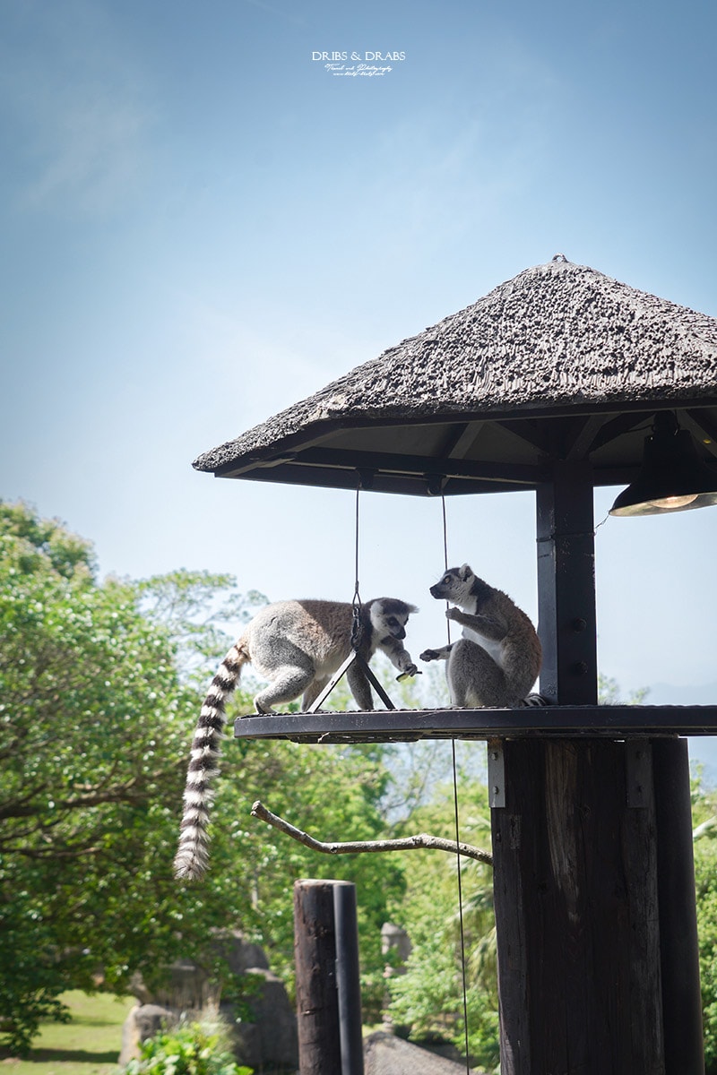 新竹關西「六福莊」住在動物園裡之亞洲第一座生態渡假村, 結合六福村兩日遊 - 第10張圖 新竹關西「六福莊」住在動物園裡之亞洲第一座生態渡假村, 結合六福村兩日遊