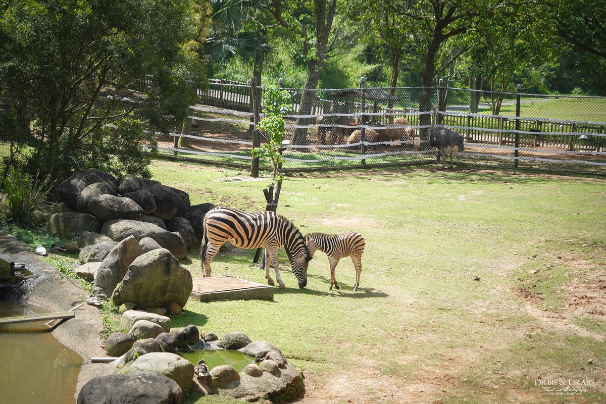 新竹關西「六福莊」住在動物園裡之亞洲第一座生態渡假村, 結合六福村兩日遊 - 第11張圖 新竹關西「六福莊」住在動物園裡之亞洲第一座生態渡假村, 結合六福村兩日遊