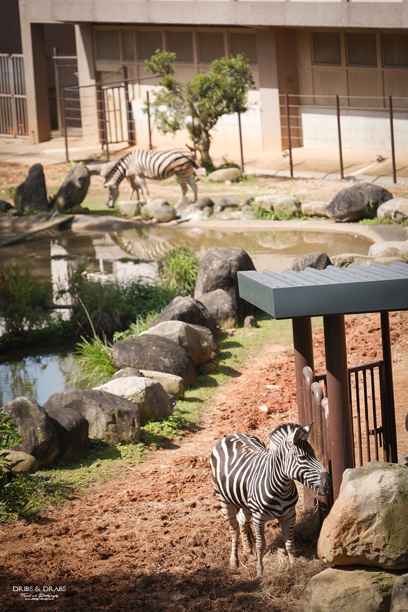 新竹關西「六福莊」住在動物園裡之亞洲第一座生態渡假村, 結合六福村兩日遊 - 第12張圖 新竹關西「六福莊」住在動物園裡之亞洲第一座生態渡假村, 結合六福村兩日遊