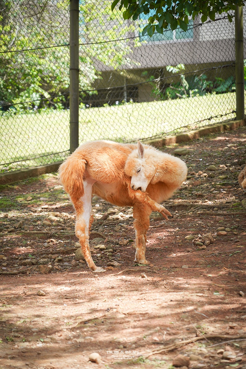 新竹關西「六福莊」住在動物園裡之亞洲第一座生態渡假村, 結合六福村兩日遊 - 第13張圖 新竹關西「六福莊」住在動物園裡之亞洲第一座生態渡假村, 結合六福村兩日遊