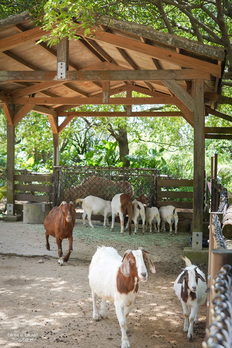 新竹關西「六福莊」住在動物園裡之亞洲第一座生態渡假村, 結合六福村兩日遊 - 第14張圖 新竹關西「六福莊」住在動物園裡之亞洲第一座生態渡假村, 結合六福村兩日遊