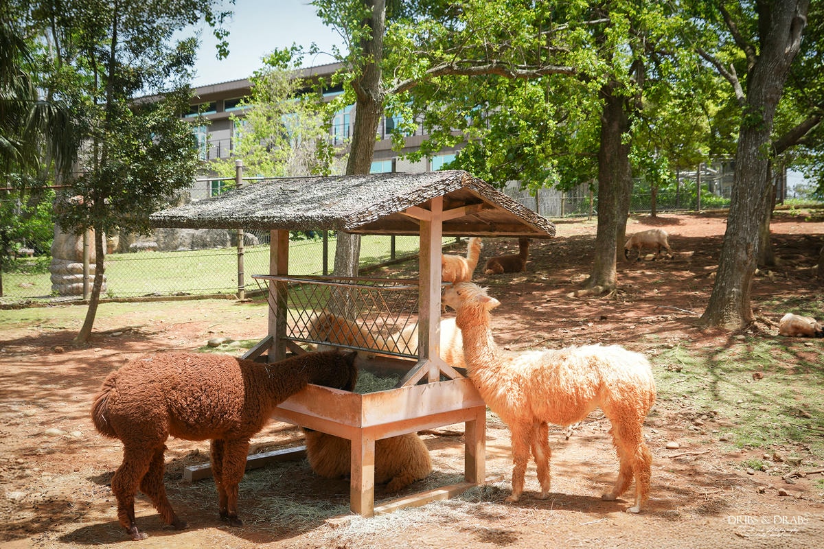 新竹關西「六福莊」住在動物園裡之亞洲第一座生態渡假村, 結合六福村兩日遊 - 第15張圖 新竹關西「六福莊」住在動物園裡之亞洲第一座生態渡假村, 結合六福村兩日遊