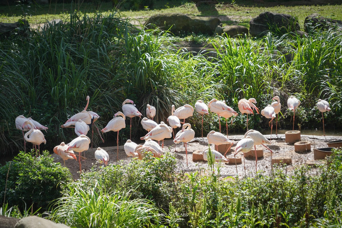 新竹關西「六福莊」住在動物園裡之亞洲第一座生態渡假村, 結合六福村兩日遊 - 第16張圖 新竹關西「六福莊」住在動物園裡之亞洲第一座生態渡假村, 結合六福村兩日遊