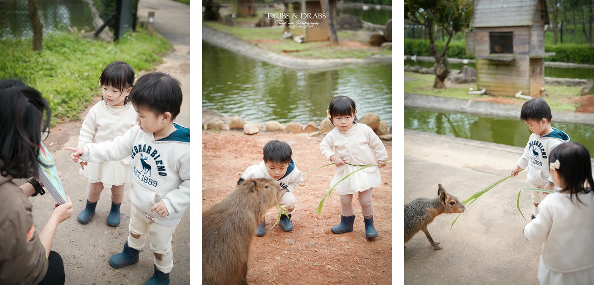 新竹關西「六福莊」住在動物園裡之亞洲第一座生態渡假村, 結合六福村兩日遊 - 第34張圖 新竹關西「六福莊」住在動物園裡之亞洲第一座生態渡假村, 結合六福村兩日遊