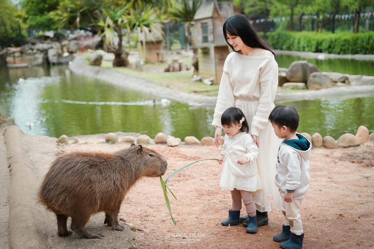 新竹關西「六福莊」住在動物園裡之亞洲第一座生態渡假村, 結合六福村兩日遊 - 第33張圖 新竹關西「六福莊」住在動物園裡之亞洲第一座生態渡假村, 結合六福村兩日遊