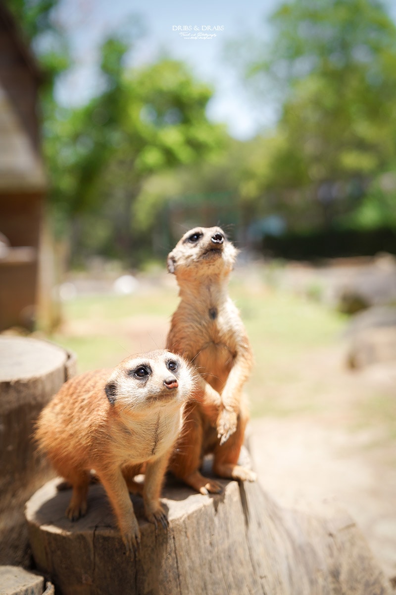 新竹關西「六福莊」住在動物園裡之亞洲第一座生態渡假村, 結合六福村兩日遊 - 第38張圖 新竹關西「六福莊」住在動物園裡之亞洲第一座生態渡假村, 結合六福村兩日遊
