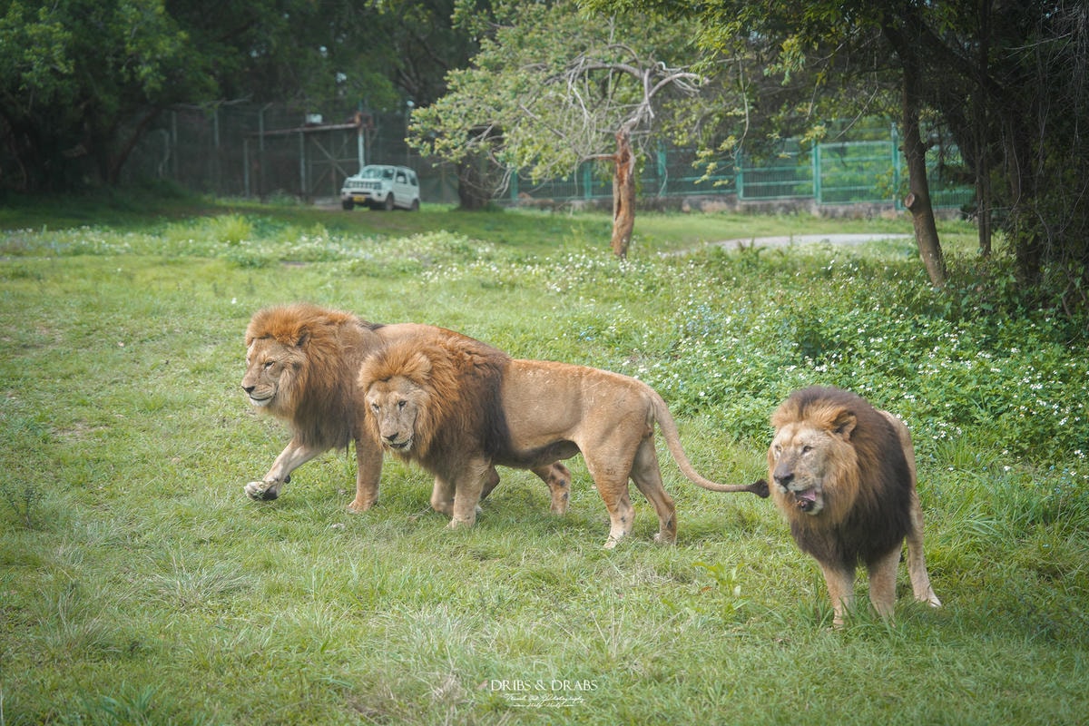 新竹關西「六福莊」住在動物園裡之亞洲第一座生態渡假村, 結合六福村兩日遊 - 第42張圖 新竹關西「六福莊」住在動物園裡之亞洲第一座生態渡假村, 結合六福村兩日遊