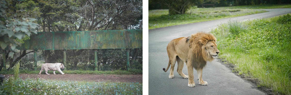 新竹關西「六福莊」住在動物園裡之亞洲第一座生態渡假村, 結合六福村兩日遊 - 第43張圖 新竹關西「六福莊」住在動物園裡之亞洲第一座生態渡假村, 結合六福村兩日遊