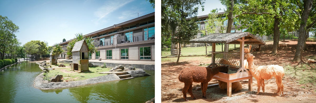 新竹關西「六福莊」住在動物園裡之亞洲第一座生態渡假村, 結合六福村兩日遊 - 第28張圖 新竹關西「六福莊」住在動物園裡之亞洲第一座生態渡假村, 結合六福村兩日遊